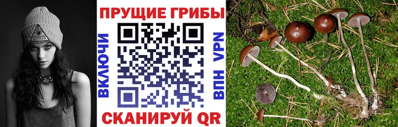 купить закладку  Дубна  Псилоцибиновые грибы мухоморы 